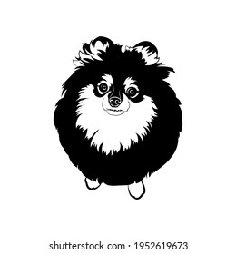 Pomeranian dog. Black and white illustration. Vector.