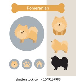 Pomeranian Dog Breed Infographic, Illustration, Front and Side View, Icon