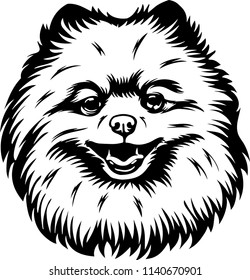 Pomeranian dog breed pet