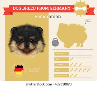 Pomeranian dog breed vector info graphics. This dog breed from German