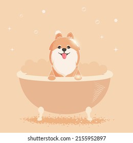 Pomeranian dog. Cheerful pomeranian bathes in the bathroom. Dog illustration for grooming salon.