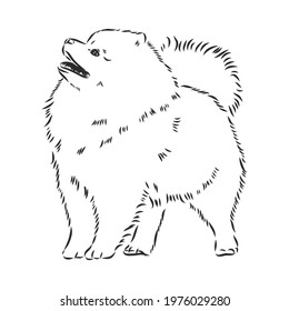 Pomeranian dog hand drawn sketch. Purebred lap dog face on white background.