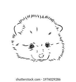 Pomeranian dog hand drawn sketch. Purebred lap dog face on white background.