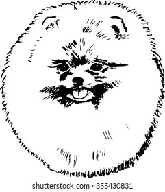 Pomeranian dog hand drawn sketch. Purebred lap dog face on white background.