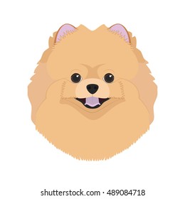 Pomeranian dog isolated on white background vector illustration