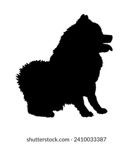 Pomeranian Dog on the move. Dog in different poses. jumps runs. The dog is sitting. The dog is lying down playing