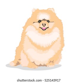 pomeranian dog at one color background