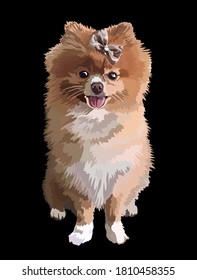 Pomeranian dog pet whole body portrait  vector drawing illustration isolated on black background.Spitz puppy.Best friend.