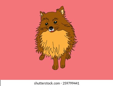 pomeranian dog vector
