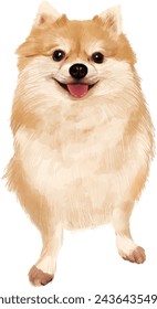 Pomeranian dog in vector format; Hand drawn dog illustration