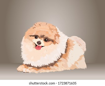 Pomeranian The Dog - Vector and Illustration