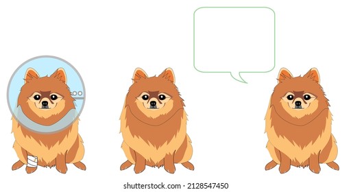 Pomeranian dogs with Elizabethan collar and speech balloon. 