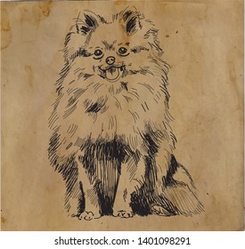 Pomeranian. Drawing by hand in vintage style. Dog breeds. Fluffy dog sitting.