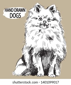 Pomeranian. Drawing by hand in vintage style. Dog breeds. Fluffy dog sitting.