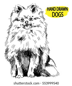 
Pomeranian. Drawing by hand in vintage style. Dog breeds. Fluffy dog sitting.