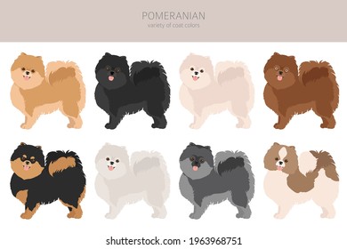 Pomeranian German spitz clipart. Different poses, coat colors set.  Vector illustration