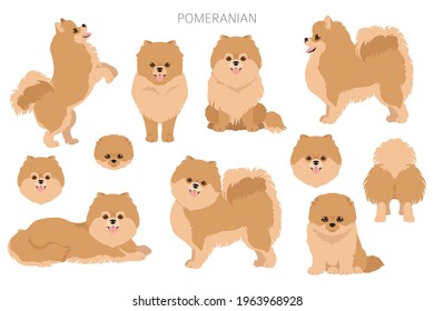 Pomeranian German spitz clipart. Different poses, coat colors set.  Vector illustration