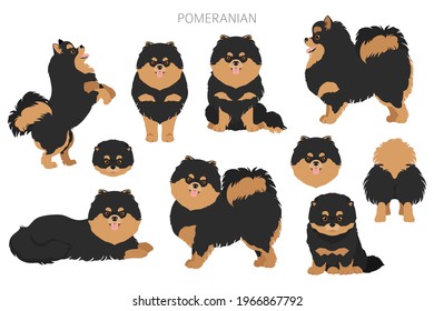 Pomeranian German spitz clipart. Different poses, coat colors set.  Vector illustration