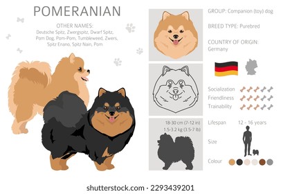 Pomeranian German spitz clipart. Different poses, coat colors set.  Vector illustration