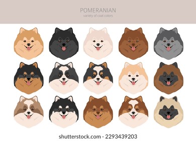 Pomeranian German spitz clipart. Different poses, coat colors set.  Vector illustration