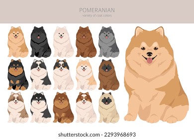 Pomeranian German spitz clipart. Different poses, coat colors set.  Vector illustration