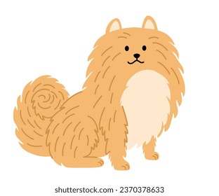 Pomeranian German spitz dog. Dog. Pets, animals, canine theme design element in contemporary simple flat style. Vector cartoon Illustration isolated on the white background.