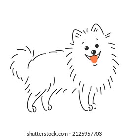 Pomeranian German spitz dog. Vector illustration