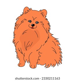 pomeranian german spitz dog vector graphics