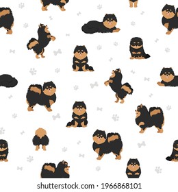 Pomeranian German spitz seamless pattern. Different poses, coat colors set.  Vector illustration