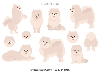 Pomeranian German spitz seamless pattern. Different poses, coat colors set.  Vector illustration