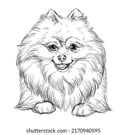 1,059 Hand Draw Pomeranian Images, Stock Photos & Vectors 