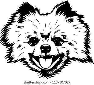 Pomeranian Lap dog breed face head isolated pet animal domestic pet canine puppy purebred pedigree hound portrait peeking paws smiling smile happy art artwork illustration design set collection cute