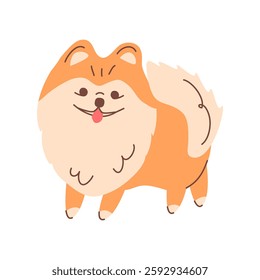 Pomeranian Pomeranian on a walk, smiling and sticking out his tongue. Vector illustration of a cute little puppy. A German breed of small dogs. For graphic design of pet products and prints.