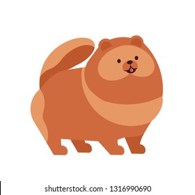 Pomeranian or Pom. Adorable funny purebred toy or lap dog of spitz breed isolated on white background. Charming lovely domestic animal or pet. Colorful vector illustration in flat cartoon style