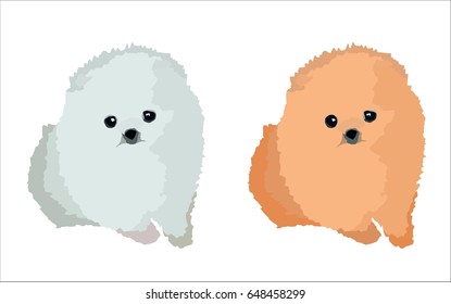 Pomeranian puppies