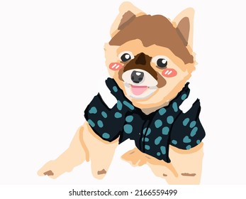 Pomeranian puppies are cute and playful wearing a shirt.