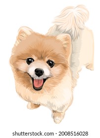 Pomeranian puppy smiling dog Vector art