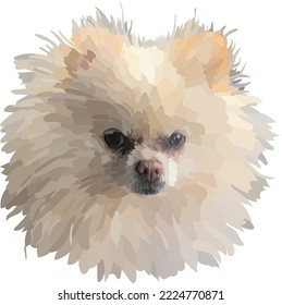 Pommersche, reinrassige Vektorgrafik, illustrierter kleiner Hund