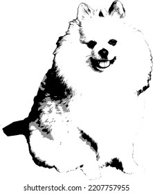 Pomeranian show dog vector illustration 