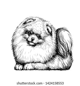 Pomeranian / small German spitz dog. Sticker on the wall in the form of a graphic hand-drawn sketch of a dog portrait.