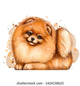 Pomeranian / small German spitz dog.Wall sticker. Color, artistic portrait of a cute Pomeranian / small German spitz dog with fluffy, red fur in a picturesque style on a white background 