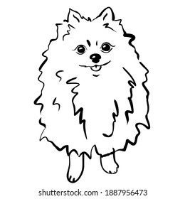 Pomeranian spitz. Black and white sketch. Vector illustration.