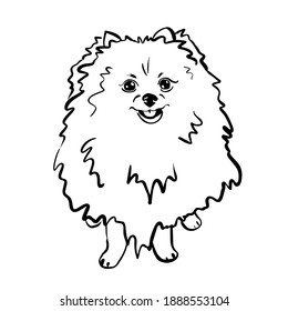 Pomeranian spitz. Black and white sketch. Vector illustration.