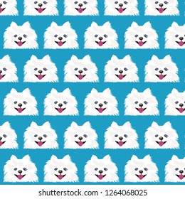 pomeranian spitz blue vector pop art