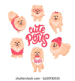 Pomeranian Spitz in clothes isolated on white background. Cute set Poms puppies. Small German spitz. Little dogs. Vector stock illustration. Fluffy pets. Domestic animals in cartoon style.