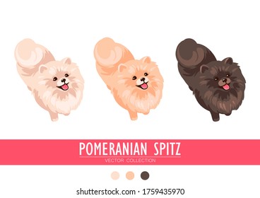 Pomeranian Spitz cream, orange and dark isolated on white background. Cute Poms puppies. Small German spitz. Little dogs. Vector stock illustration. Fluffy pets. Domestic animals in cartoon style.