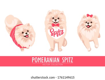 Pomeranian Spitz cream, orange and dark isolated on white background. Cute Pom puppies wearing clothes - sweater, bow. Little dogs. Vector illustration. Fluffy pets. Domestic animals in cartoon style