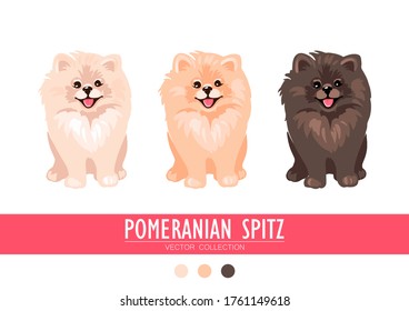 Pomeranian Spitz cream, orange and dark isolated on white background. Cute Poms puppies. Small German spitz. Little dogs. Vector stock illustration. Fluffy pets. Domestic animals in cartoon style.