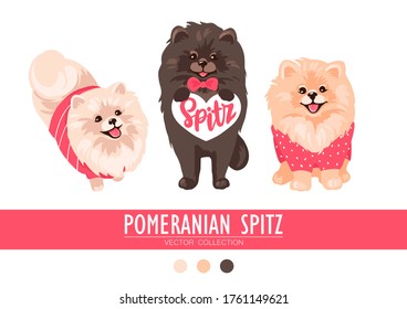 Pomeranian Spitz cream, orange and dark isolated on white background. Cute Pom puppies wearing clothes - sweater, bow. Little dogs. Vector illustration. Fluffy pets. Domestic animals in cartoon style