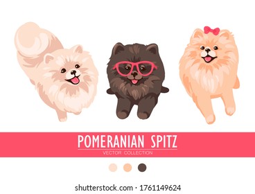 Pomeranian Spitz cream, orange and dark isolated on white background. Cute Poms puppies. Small German spitz. Little dogs. Vector stock illustration. Fluffy pets. Domestic animals in cartoon style.